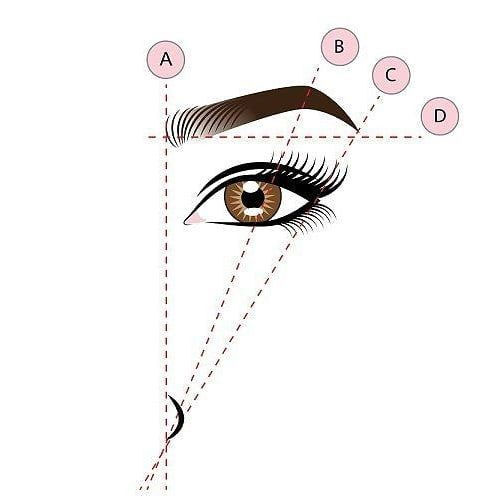 proporciones cejas perfectas 1 - Tratamiento y cuidado de las cejas